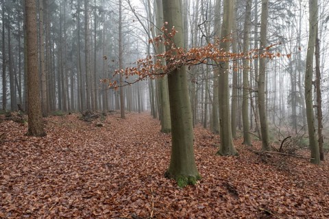 Forest landscape in fog, Emsland, Lower Saxony, Germany