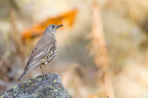 Mistle Thrush - Misteldrossel - Turdus viscivoruss ssp. bonapartei, Kazakstan, adult