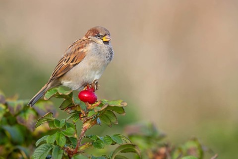 House sparrow, sparrows, (Passer domesticus), animals, birds, Heligoland, Schleswig-Holstein,