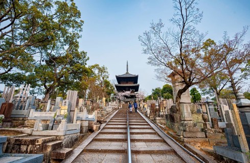 Cemetery and cherry blossom at sunset, stairway to three-story pagoda, Konkai-Komyoji Temple,