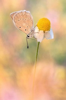 Das Männchen vom Zahnflügel-Bläuling (Polyommatus daphnis) die Ausbuchtungen am Hinterflügel sind