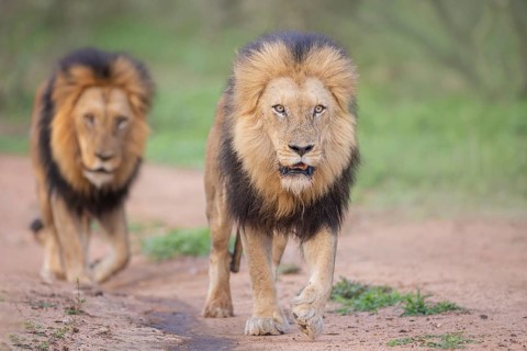 African Lion (Panthera leo) two males close-up, Sabi Sands, South Afrika