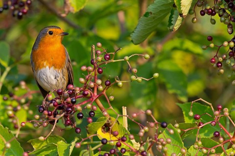 Robin, (Erithacus rubecula), animals, birds, songbird, perching, flycatcher family, Ottenby,