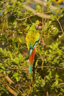 Military Macaw Ara militaris El Tuito, Jalisco, Mexico 9 June Adult Psittacidae