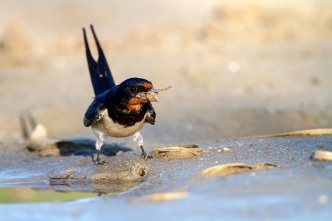Barn Swallow (Hirundo rustica) looking for nesting material, Andalusia, Spain