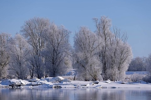 Ice floes, trees, wintery Elbe near Bleckede, Lower Saxony, Germany