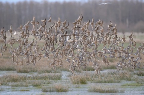 A flock of ruffs (Calidris pugnax, Syn.: Philomachus pugnax) flies close over the water, dynamic