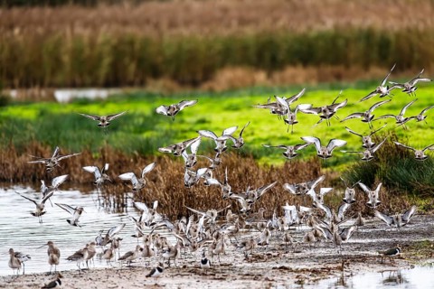 Black-tailed Godwits, Limosa limosa, birds in flight over marshes, Devon, England, United Kingdom