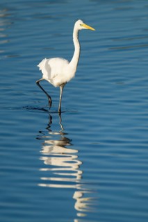 Great White Egret (Ardea alba) foraging in the shallow water zone of a lake, blue water, Lower