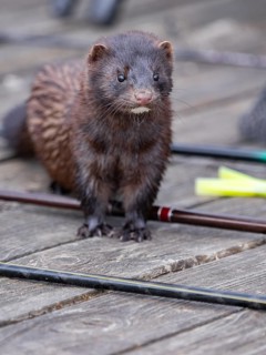 A curious mink
