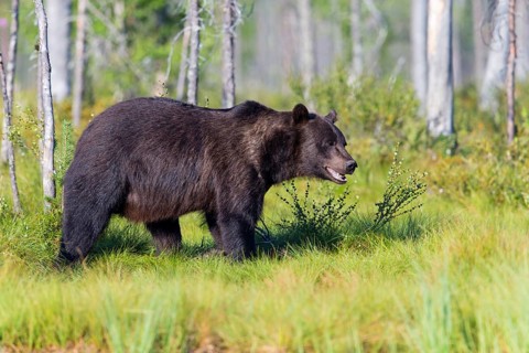 European brown bear, animals, mammals, (Ursus arctos arctos), forest, Scandinavia, bear family,