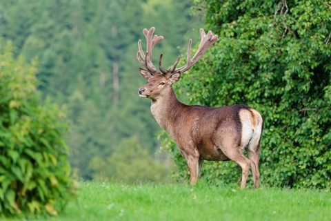 A red deer stag (Cervus elaphus) with its velvet antlers stands in a green meadow in hilly terrain.