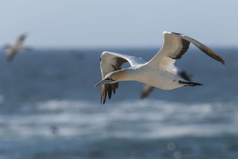 Cape Gannet (Morus capensis) flying, Western Cape, South Africa