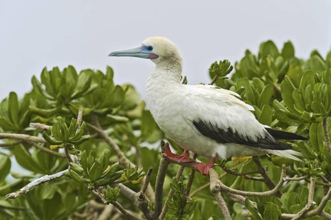Red-footed Booby (Sula sula), Hawaii, USA