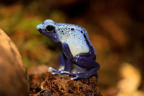 Blue poison dart frog (Dendrobates tinctorius), Blue poison dart frog, adult, alert, South America