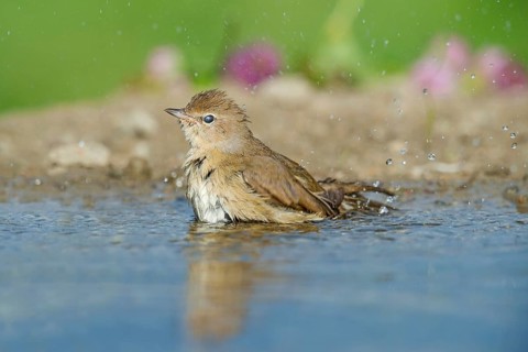 Garden Warbler (Sylvia borin) bathing, Aosta Valley, Italy