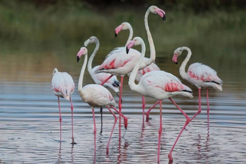 Greater Flamingo (Phoenicopterus roseus) group standing in shallow water, Lesvos, Greece