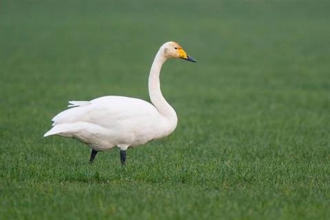 Whooper Swan (Cygnus cygnus), North Rhine-Westphalia, Germany