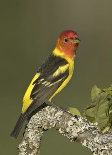Western Tanager (Piranga ludoviciana) male, British Columbia, Canada
