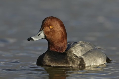 Redhead (Aythya americana) male, Arizona, USA