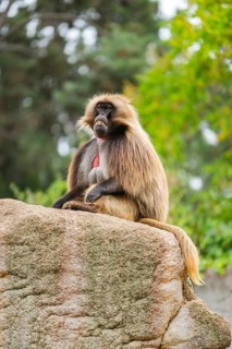 Gelada (Theropithecus gelada) male sitting on a rock, captive, Germany