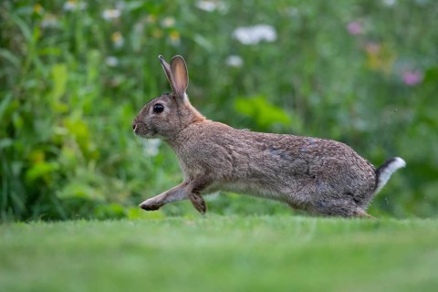 Wild rabbit (Oryctolagus cuniculus), Stapelfeld, Cloppenburg, Lower Saxony, Germany