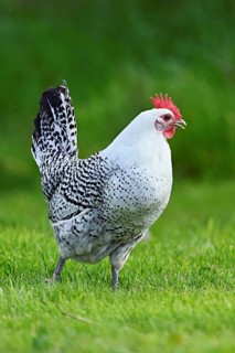 East Frisian Gull standing in a meadow, chicken breed with good utilisation characteristics, Texel,