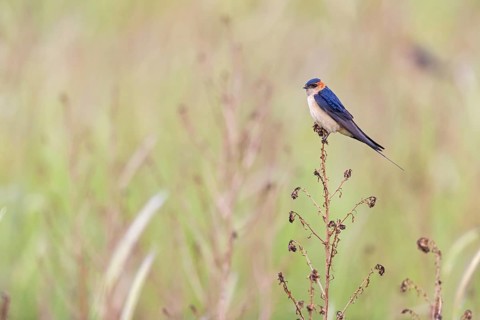 Rufous Swallow, (Cecropis rufula), Animals, Bird, Birds, Swallow, Swallow family, Lesbos, Greece