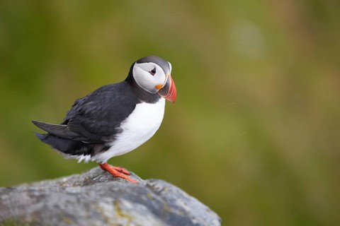 Atlantic Puffin (Fratercula arctica) perched on cliff, Dovrefjell, Norway