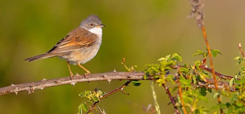 Whitethroat, common whitethroat (Sylvia communis), Fauvette grisette, Curruca Zarcera, songbird,