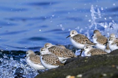 Flock of sanderlings (Calidris alba) in non-breeding plumage resting on high tide refuge during
