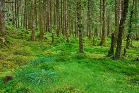 Moss-covered forest floor under tall, dense trees, Loch Awe, Scotland, United Kingdom, Great