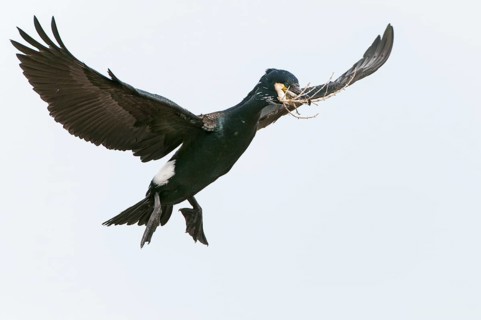 Cormorant (Phalacrocorax carbo) in flight, Stralsund, Mecklenburg-Western Pomerania, Germany