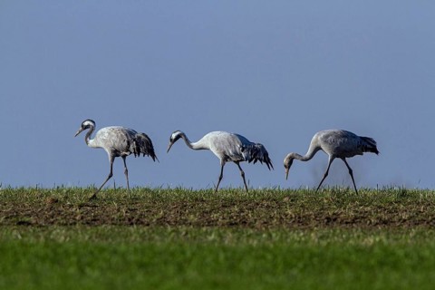 Common Crane (Grus grus) family foraging, Mecklenburg-Western Pomerania, Germany