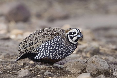 Montezuma Quail (Cyrtonyx montezumae), Texas, USA