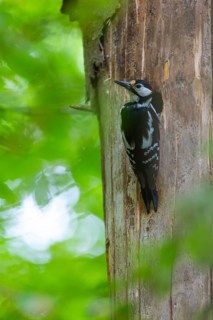 Pileated Woodpecker (Dendrocopos major) at the breeding cavity, Piciformes, Göggingen,