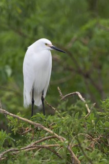 Snowy Egret (Egretta thula), Florida, USA