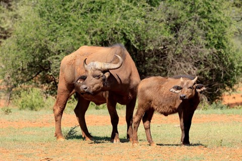 Cape buffalo (Syncerus caffer), adult, female, mother, young animal, foraging, Mokala National
