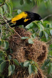 Yellow-rumped Cacique (Cacicus cela), Pantanal, Brazil