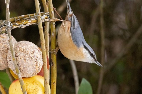 Nuthatch (Sitta europaea), tit dumpling, Sieversen, Rosengarten, Lower Saxony, Germany