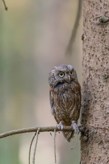 One Eurasian scops owl (Otus scops) sitting on a twig with a forest in the background