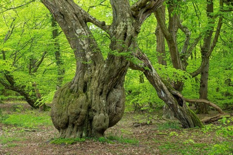 Spring in the Baumweg jungle, Emstek, Lower Saxony, Germany