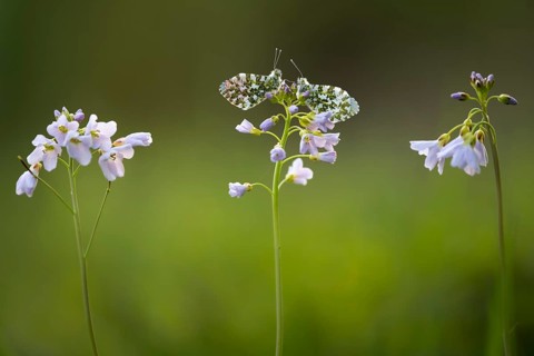Aurora butterfly (Anthocharis cardamines) on meadowfoam, Vechta, Lower Saxony, Germany