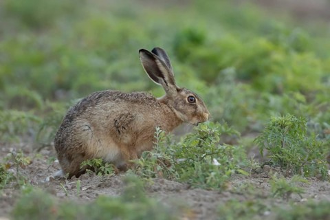 European brown hare (Lepus europaeus) adult animal eating a plant in a farmland field in summer,