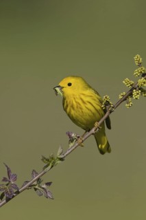 Mangrove Warbler (Setophaga petechia) male, Ontario, Canada
