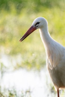 White stork (Ciconia ciconia), portrait, Lower Saxony, Germany