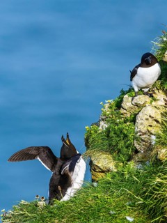 Razorbill, Alca Torda, birds on cliffs, Bempton Cliffs, North Yorkshire, England, United Kingdom
