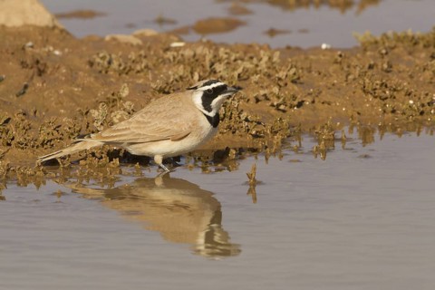 Temminck's Lark (Eremophila bilopha), Morocco