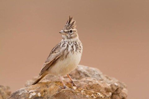 Thekla Lark (Galerida theklae), Morocco