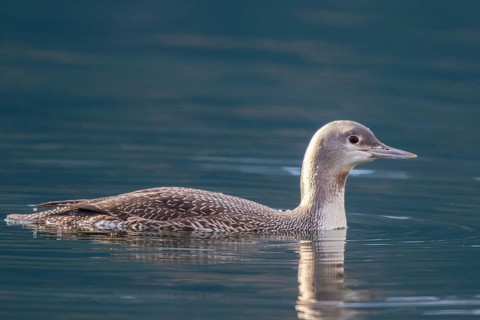 Red-throated Loon (Gavia stellata), Carinthia, Austria